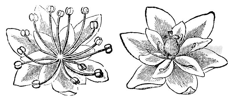 月子藤植物雄蕊花和雌蕊花- 19世纪